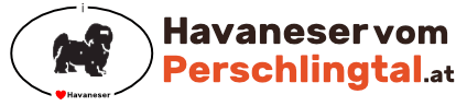 Havaneser vom Perschlingtal in Niederösterreich